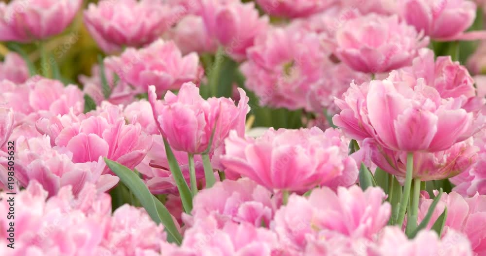Pink Tulip field Pink Tulip field