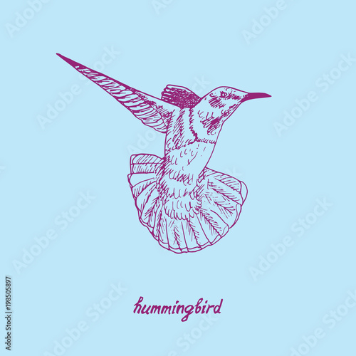 Hummingbird  flying, hand drawn doodle, sketch in pop art style, vector pink outline illustration with inscription