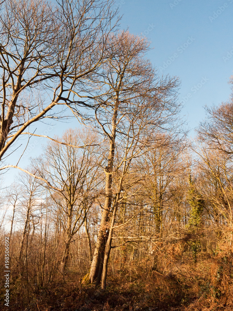 inside wood with many tree bare trunks tall forest woodland inside wood with many tree bare trunks tall forest woodland