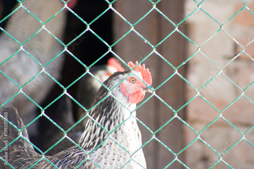 hen behind a metal mesh