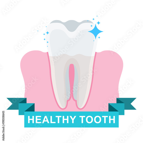 Healthy tooth and gum. Flat vector cartoon illustration. Objects isolated on white background.