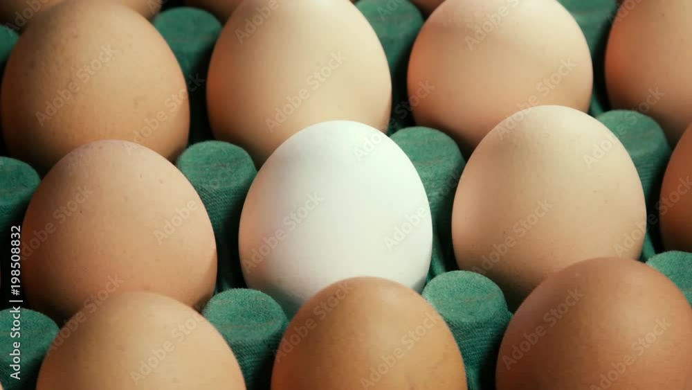 Individual White Egg with Brown Eggs around In An Rotating in Egg Tray Individual White Egg with Brown Eggs around In An Rotating in Egg Tray