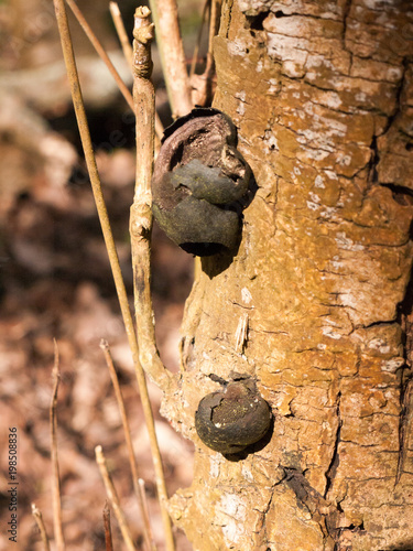 black ball alfred's cakes fungi growing on tree bark close up photo