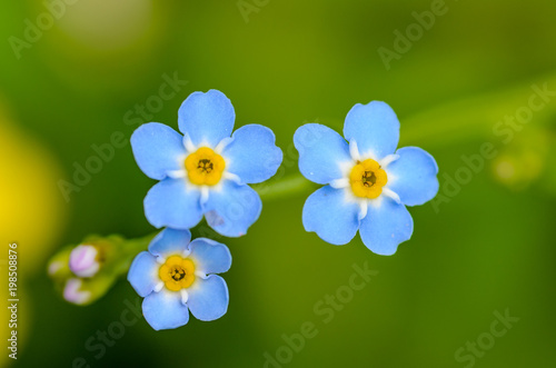 Forest flowers of forget-me-not blossomed in small blue buds