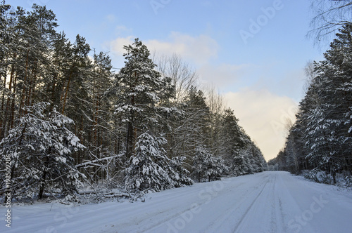 winter landscape