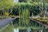Reflection pond in cactus garden with saguaro cactus