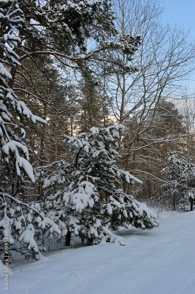 Obraz premium small tree bent over under the snow