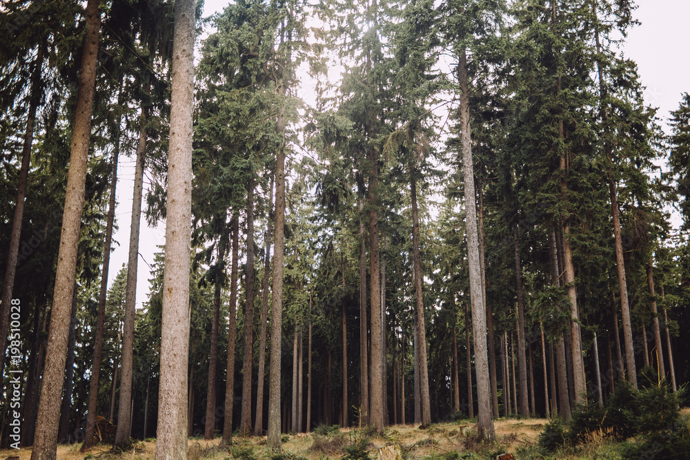 Fototapeta premium Landscape of forest surrounded by tall trees