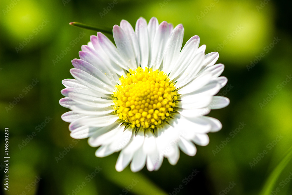 Obraz premium Margherita