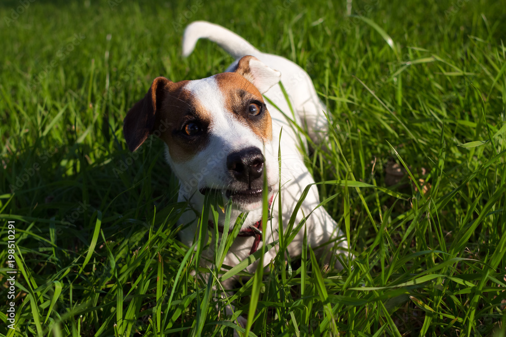 happy time outside with friendly and adorable dog jack russell terrier 