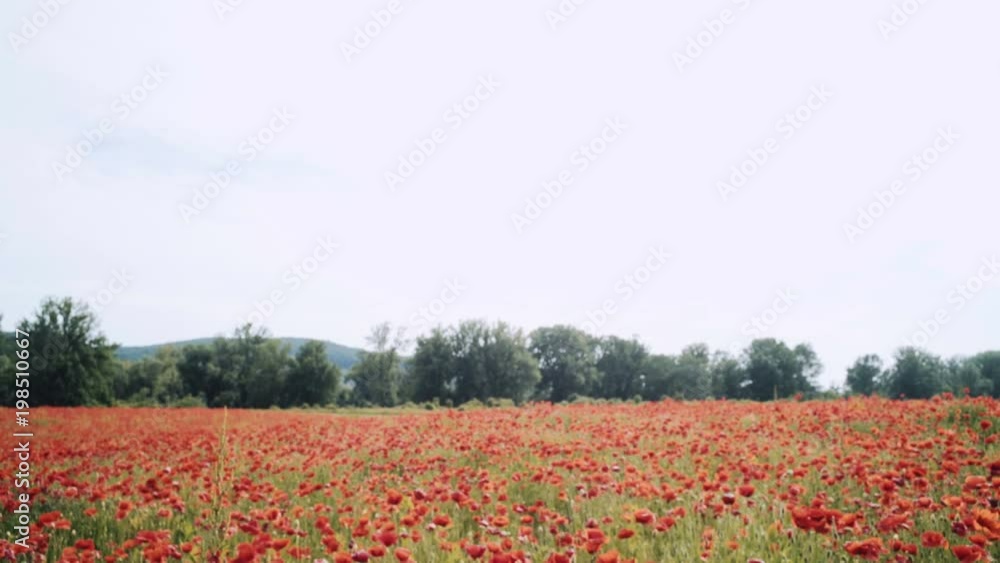 Poppy field. Sunset in the field. Sunrise opium field. Red poppy flowers. Red flowers in the meadow. Field of red poppy flower. Poppy field. Sunset in the field. Sunrise opium field. Red poppy flowers. Red flowers in the meadow. Field of red poppy flower.