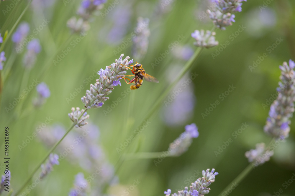 Closeup of calbrone on lavender flower Closeup of calbrone on lavender flower