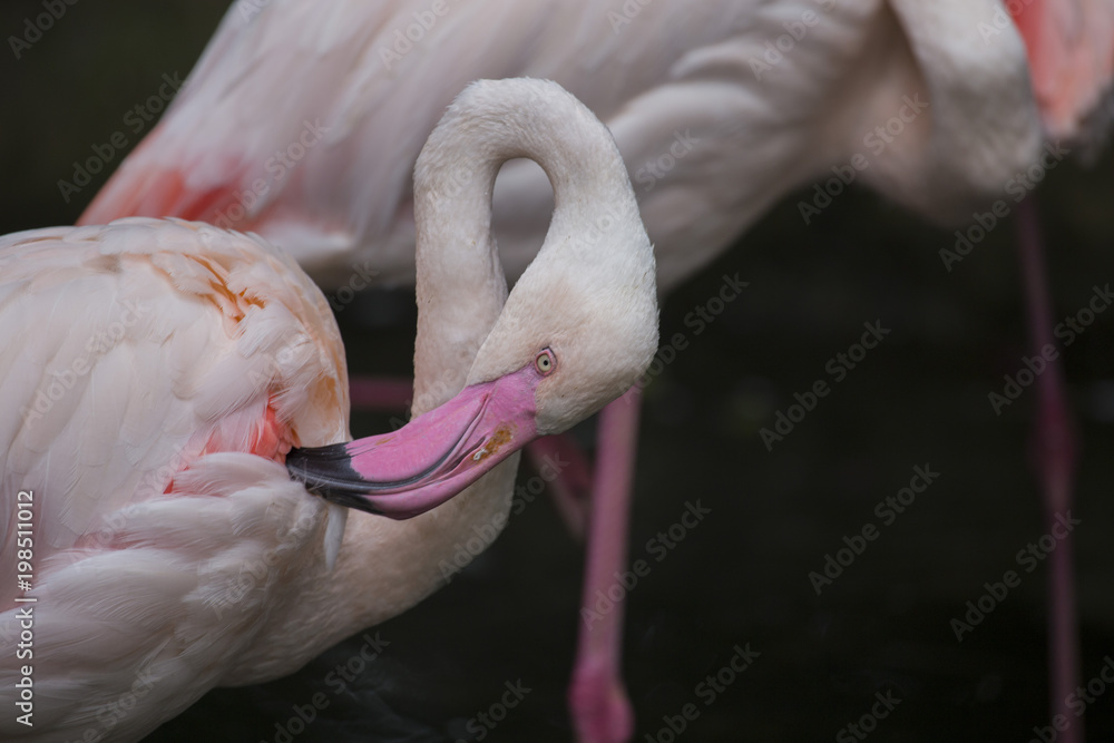 Naklejka premium Closeup of pink flamingo with background