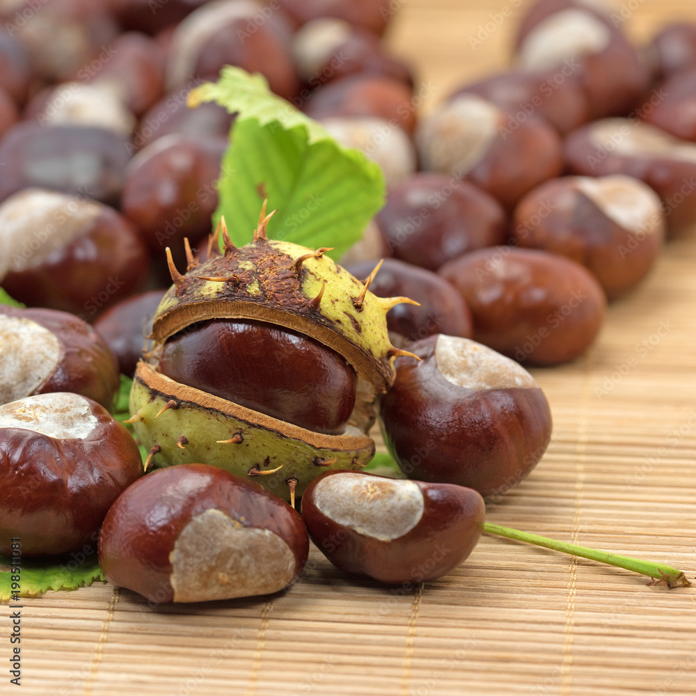 Gewöhnliche Rosskastanien, Aesculus hippocastanum Gewöhnliche Rosskastanien, Aesculus hippocastanum
