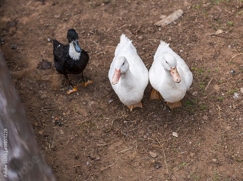 closeup of three goslings a black two white