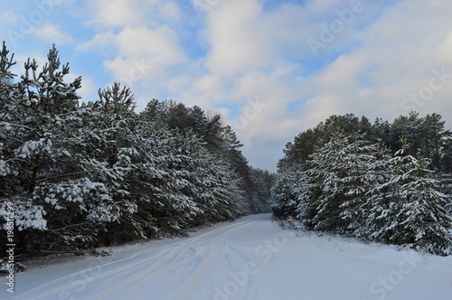snowy forest