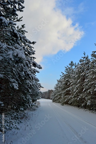 the cloud over the forest