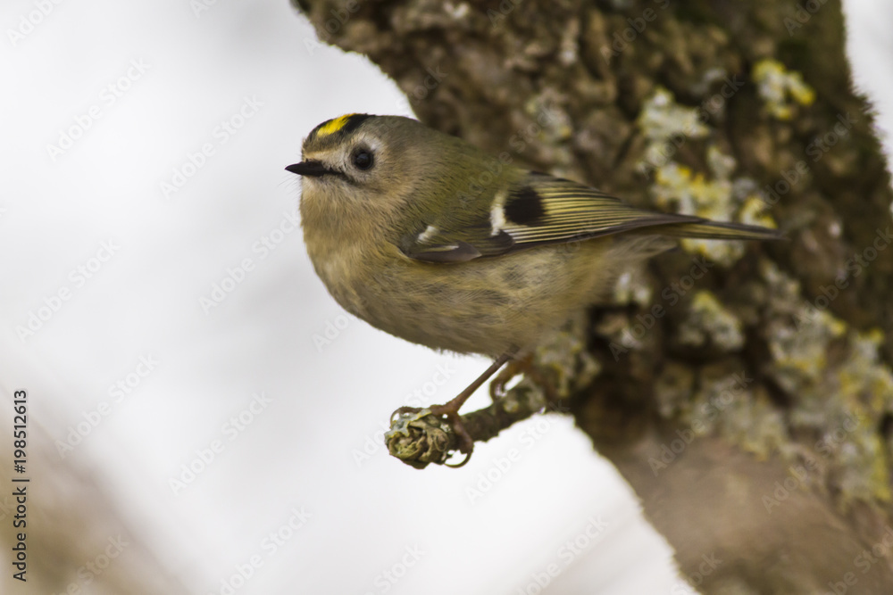 Wintergoldhähnchen (regulus regulus) Wintergoldhähnchen (regulus regulus)