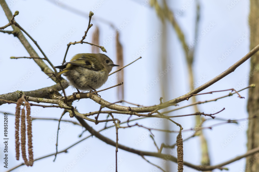 Fototapeta premium Sommergoldhähnchen (regulus ignicapillus)