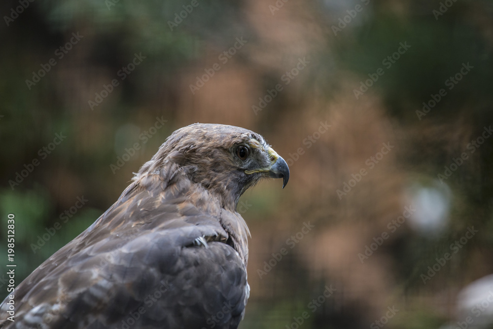 peregrine falcon profile closeup with background peregrine falcon profile closeup with background
