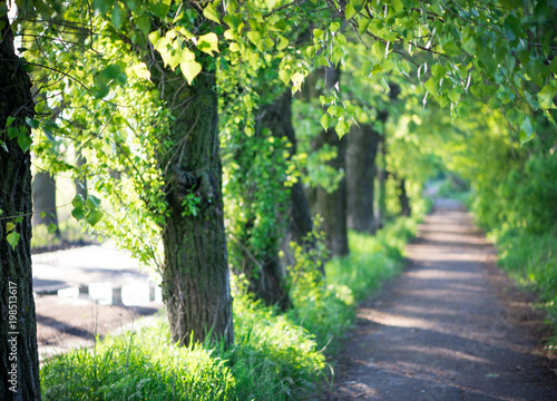 tree alley in summer