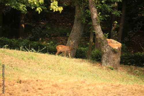 photo of wild fallow deer in the forest
