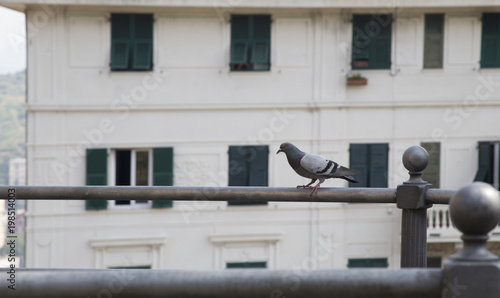 Pigeon view on railing with background