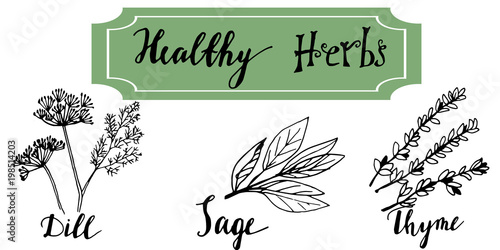 Herbs and medicinal plants collection. Vector hand drawn isolated objects on white