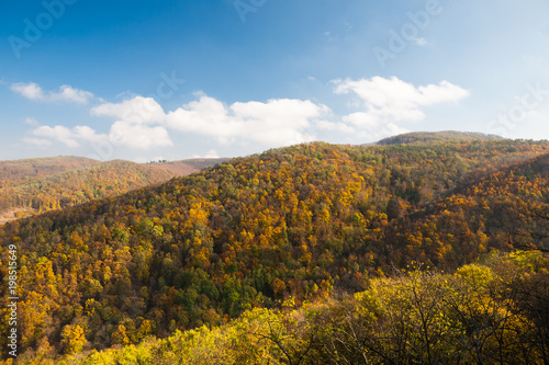 Colorful trees in the fall forest