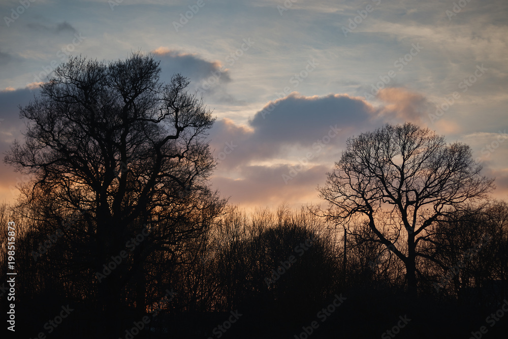 Trees against the backdrop of the setting sun .