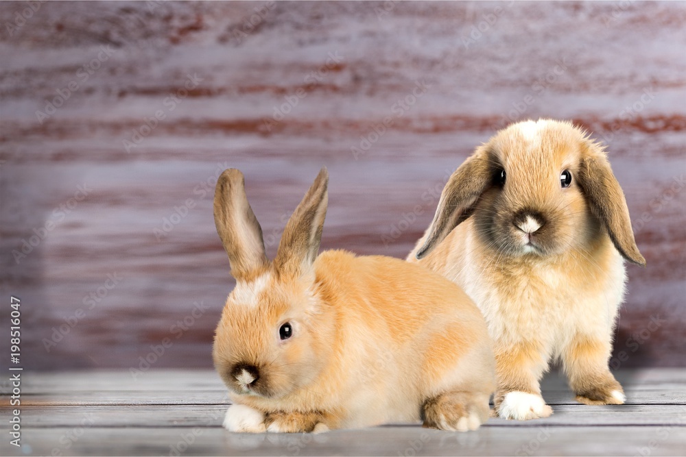 Fototapeta premium Cute.