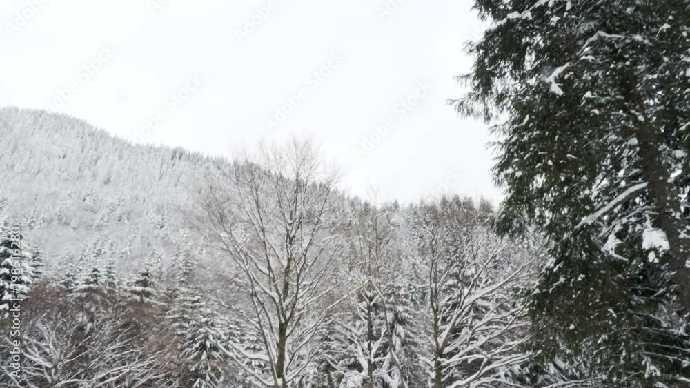 Pine trees in winter mountains covered with snow. Beautiful landscape Pine trees in winter mountains covered with snow. Beautiful landscape