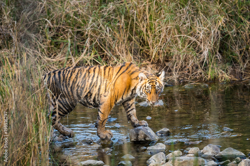 A confident tiger cub  Ranthambore National Park