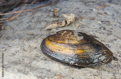 Closeup of a fresh water swan mussel on dry land