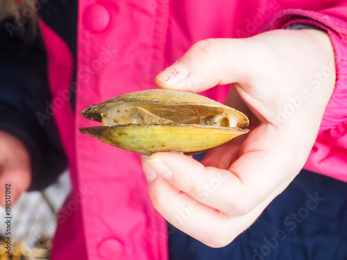 Freshwater swan mussel inbetween fingers of a young girl at closeup
