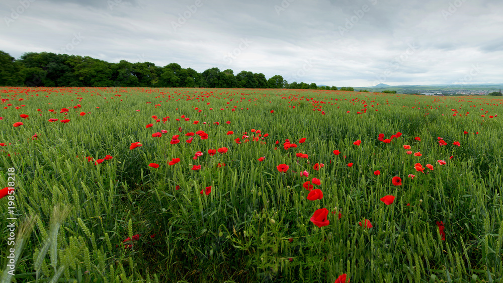 Poppy field in spring and rain cloudy sky. panoramas of flowering spring poppies among the wheat field and mountain massifs in the background