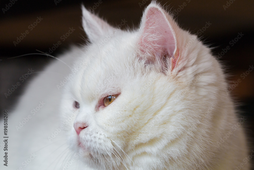 cat,kitty isolate on background,front view from the top, technical cost-up. cat,kitty isolate on background,front view from the top, technical cost-up.