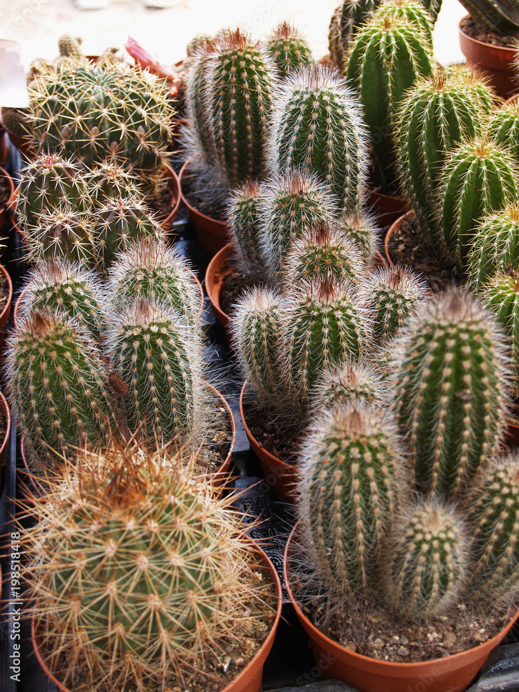 Collection of various potted cacti Collection of various potted cacti