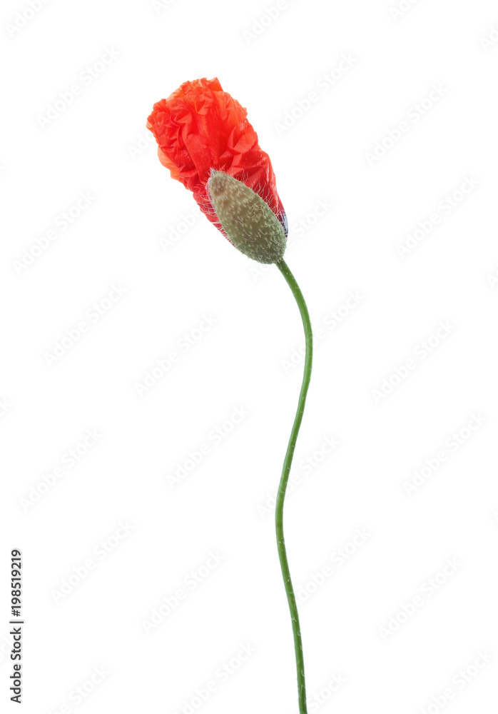A burgeoning red poppy isolated on white background. A burgeoning red poppy isolated on white background.