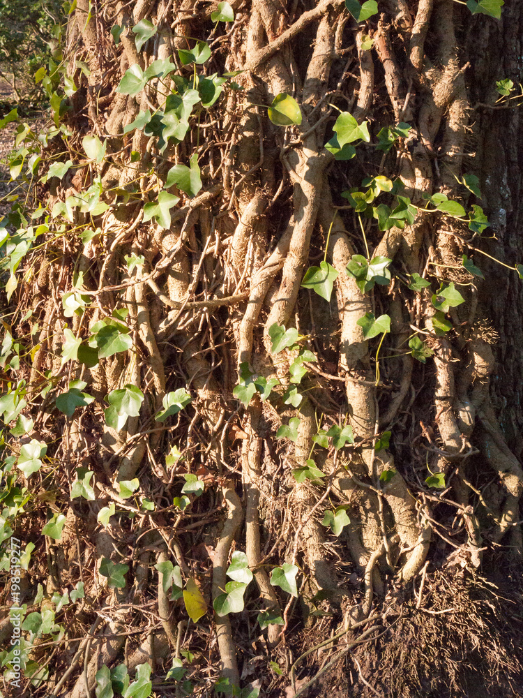 close up vines on tree bark texture with green leaves close up vines on tree bark texture with green leaves