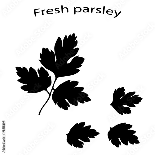 Black icon of parsley close-up. Fresh green parsley. Black silhouette of green vegetables. Vector illustration.