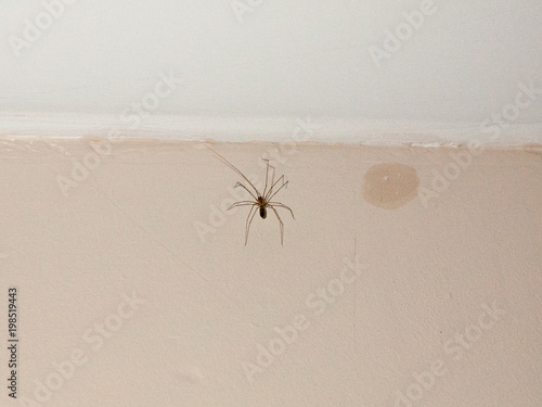 common spider inside house on white wall ceiling