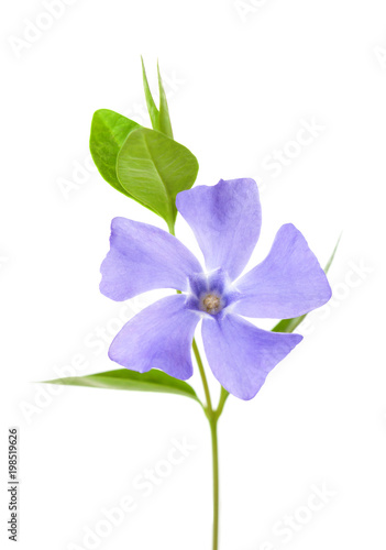 Periwinkle flower isolated on white background.