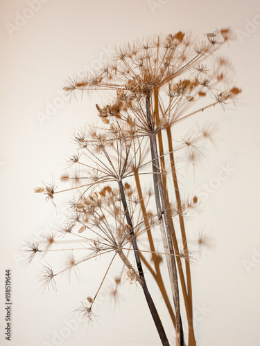 dead plant tree stem on white background shadow ornament pretty