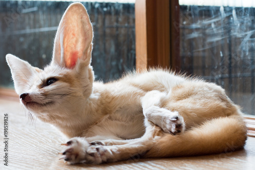 Canvas Print fennec fox 1 year isolate on background,front view from the top, technical cost-up