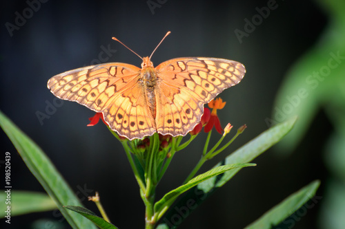 Variegated Fritillary photo