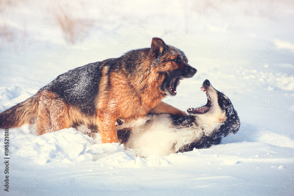 German shepherd and black with white Russian borzoi game in the