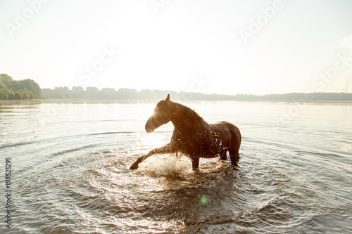 Fototapeta Naklejka Na Ścianę i Meble -  Pferd planscht im See im Gegenlicht