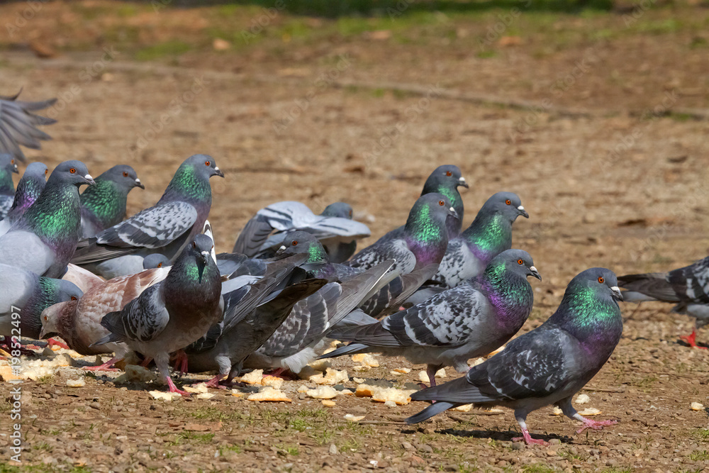 Fototapeta premium Piccioni su Prato con Pezzi di Pane da Mangiare