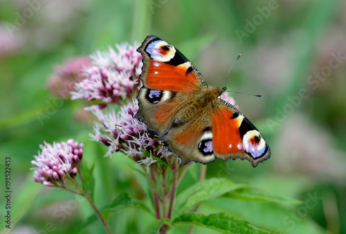 butterfly, motyl